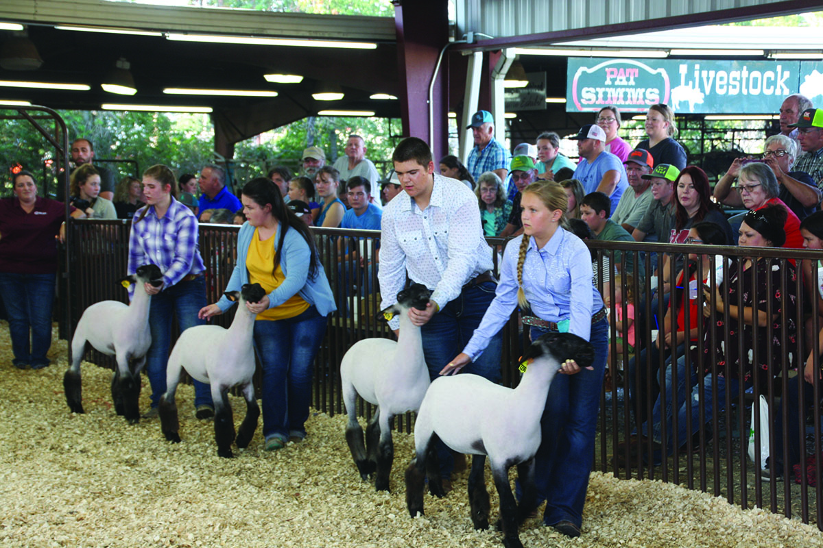 Multi Lamb entriesIMG9072 | My Pulse News