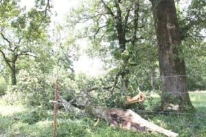 StormJuly166 | My Pulse News