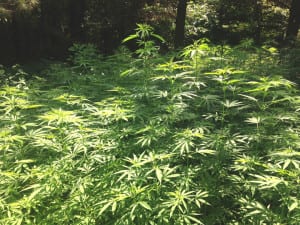 MarijuanaSeized1 | My Pulse News