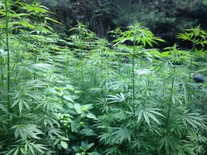 MarijuanaSeized3 | My Pulse News