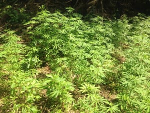 MarijuanaSeized4 | My Pulse News