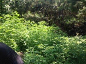 MarijuanaSeized5 | My Pulse News