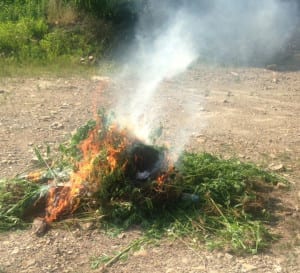 MarijuanaSeized6 | My Pulse News