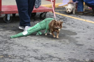 IMG9682 | My Pulse News