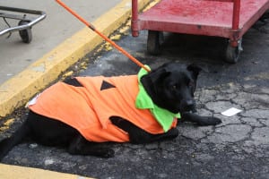 IMG9712 | My Pulse News