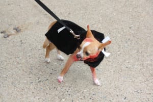 IMG9733 | My Pulse News