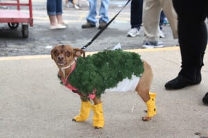 IMG9737 | My Pulse News