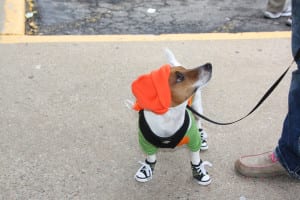 IMG9740 | My Pulse News