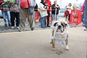 IMG9753 | My Pulse News