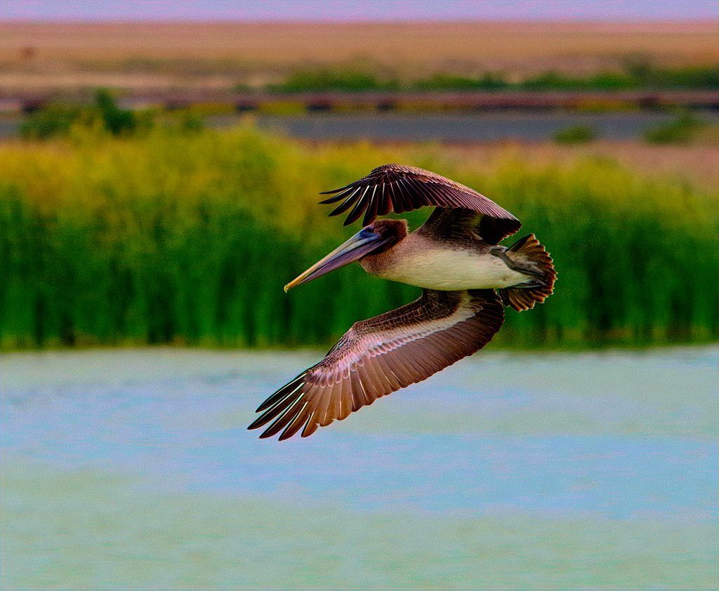 Flying Brown Pelican Honorable Mention | My Pulse News